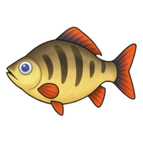 Black Crucian Rare
