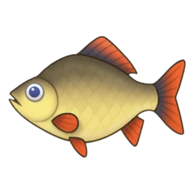 Black Crucian Uncommon