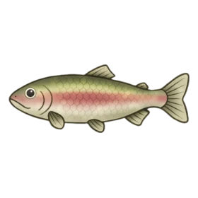 Bold Redline Fish Standard