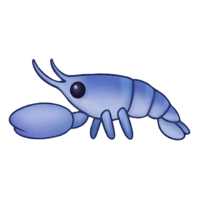 Boxer Shrimp Rare