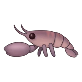 Boxer Shrimp Uncommon