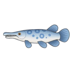 Chopstick Gar Rare