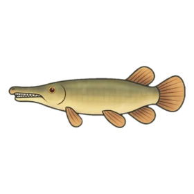 Chopstick Gar Standard