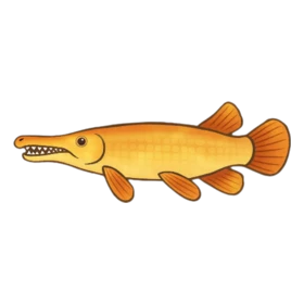 Chopstick Gar Uncommon