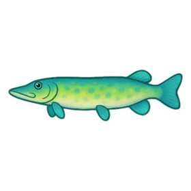 Doghead Fish Rare