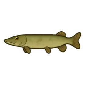 Doghead Fish Standard
