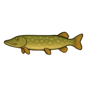 Doghead Fish Uncommon