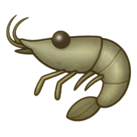 Fan Shrimp Standard