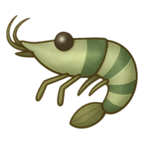 Fan Shrimp Uncommon