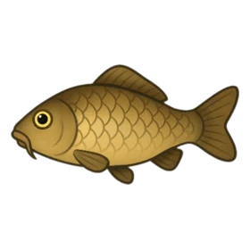 Fortune Carp Standard