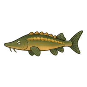 Glacial Sturgeon Standard