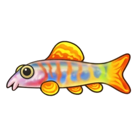 Glam Loach - Party Animals fish