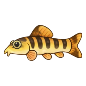 Glam Loach Rare