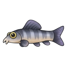 Glam Loach Standard