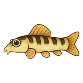 Glam Loach Uncommon