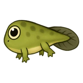 Golden Frog Uncommon