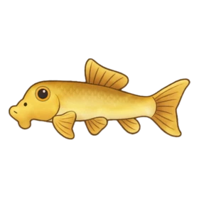 Hognose Fish Standard