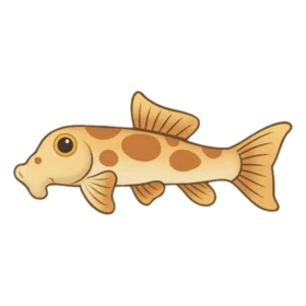 Hognose Fish Uncommon