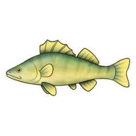 Icicle Fish Standard