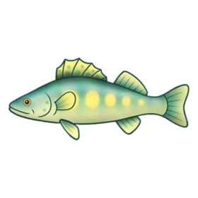 Icicle Fish Uncommon