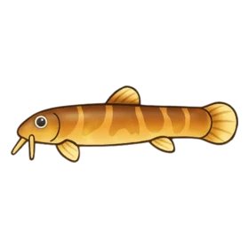 Loachie Rare