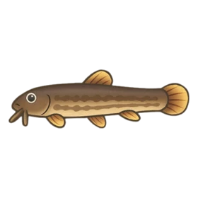 Loachie Uncommon