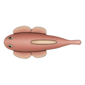 Louis Fish Standard