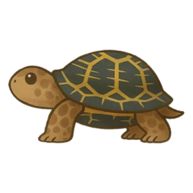 Master Turtle Rare