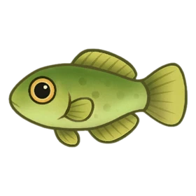 Normie Fish Uncommon