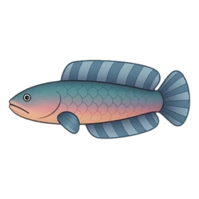 Pharaoh Fish Standard