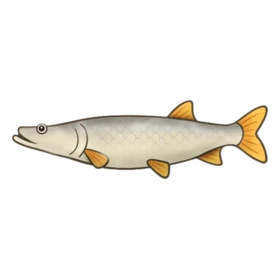 Pouty Fish Standard
