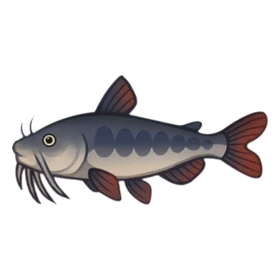 Quack Fish Rare