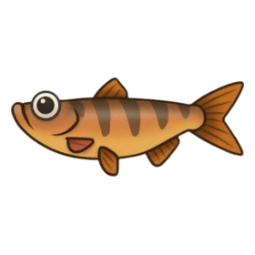 Snob Fish Rare