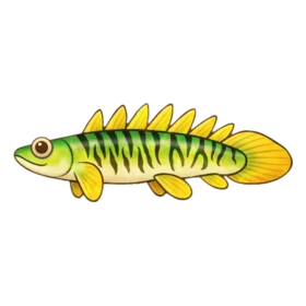 Stego Fish Rare