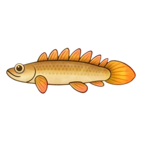 Stego Fish Standard