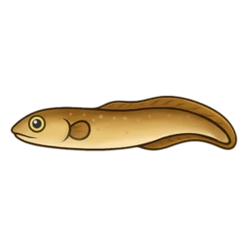 Thunder Eel Standard