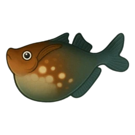 Trainer Fish Rare