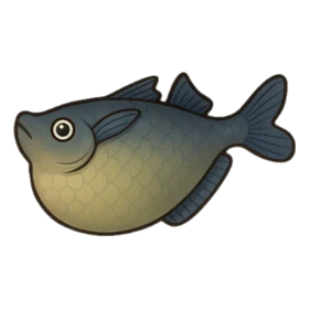 Trainer Fish Standard