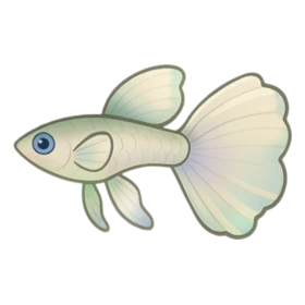 Tutu Balletfish Standard