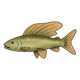 Visual Kei Fish Uncommon
